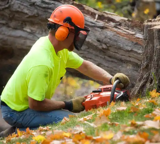 tree services Castle Hayne